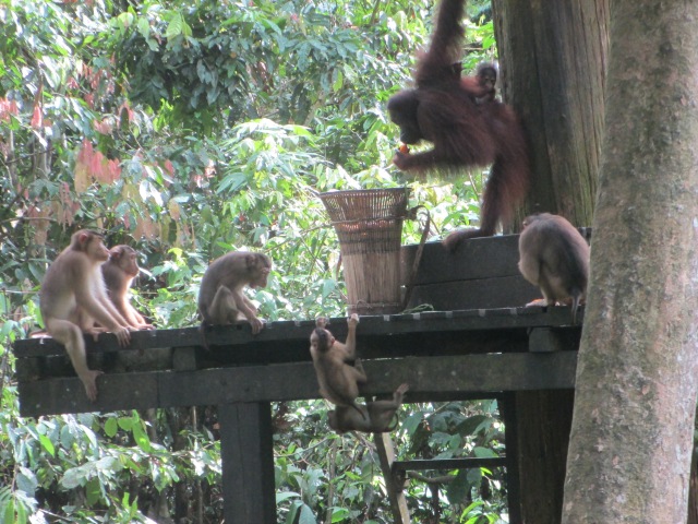 Mummy orangutan and her baby