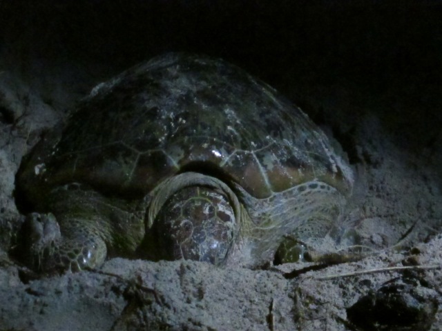 Mummy Turtle laying eggs