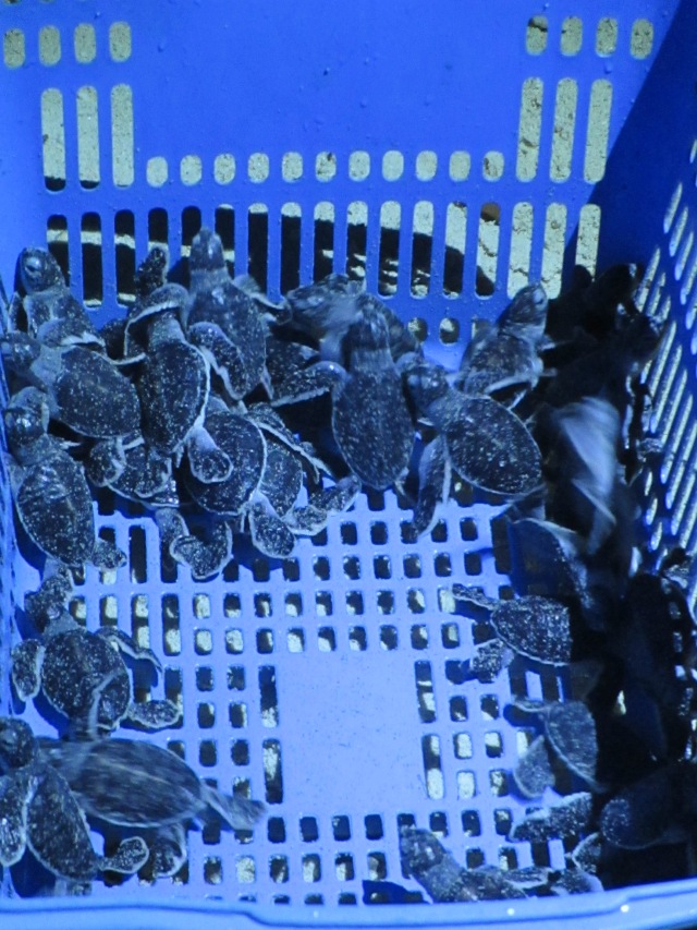 Hours-old Turtles about to be released